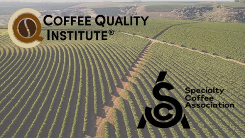 Nitelikli Kahve Meselesi...